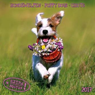 Hundewelpen / Puppy Dogs / Chiots 2017