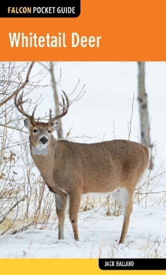 Whitetail Deer