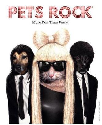 Pets Rock