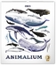 Nástěnný kalendář Animalium Lucie Jenčíková