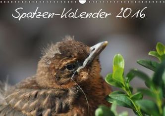 Spatzen-Kalender (Wandkalender 2016 DIN A3 quer)