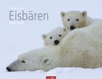 Eisbären 2017