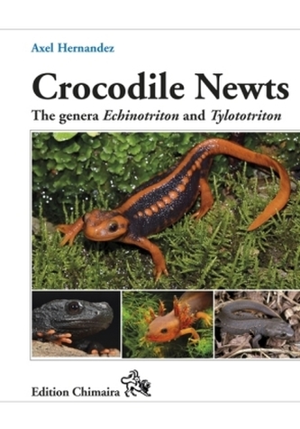 Crocodile Newts
