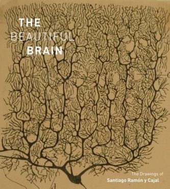 The Beautiful Brain