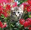 Katzen, Posterkalender 2018