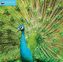 Peacocks 2018