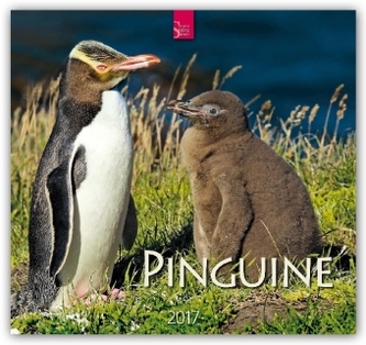 Pinguine 2017