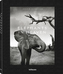 Elephants in Heaven