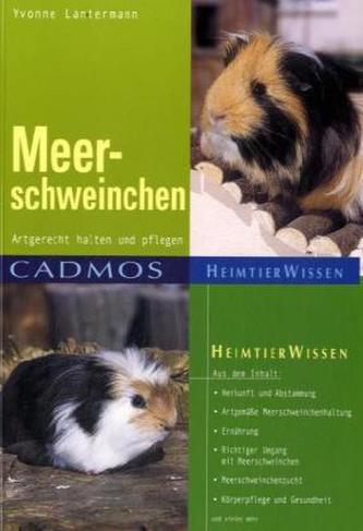 Meerschweinchen