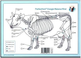 Akupunktur-Tafel Rind/Kuh