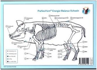 Akupunktur-Tafel Schwein