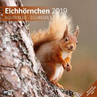 Eichhörnchen 2019