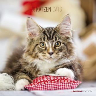 Katzen / Cats 2019