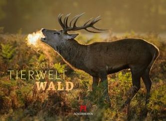 Tierwelt Wald 2019