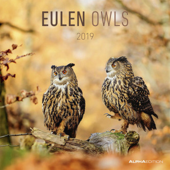 Eulen / Owls 2019