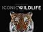 Iconic Wildlife 2019