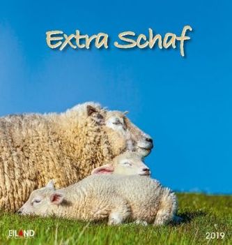 Extra Schaf 2019