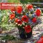Blumenzauber 2019