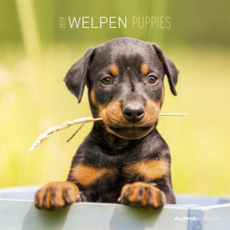 Welpen / Puppies 2019