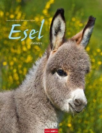 Esel 2019