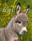 Esel 2019
