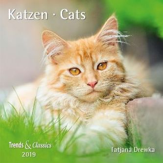Katzen / Cats 2019