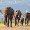 Elefanten / Elephants 2019