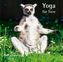 Yoga für Tiere 2019