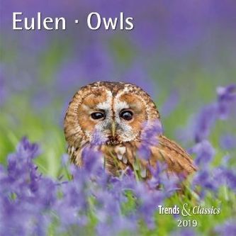Eulen / Owls 2019