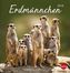Erdmännchen Postkartenkalender 2019