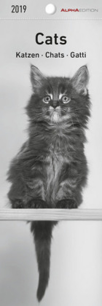 Katzen / Cats / Chats / Gatti 2019