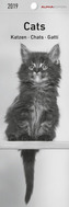 Katzen / Cats / Chats / Gatti 2019