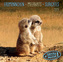 Erdmännchen / Merkats / Suricates 2019
