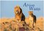 African Wildlife 2019