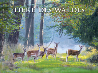 Tiere des Waldes 2019