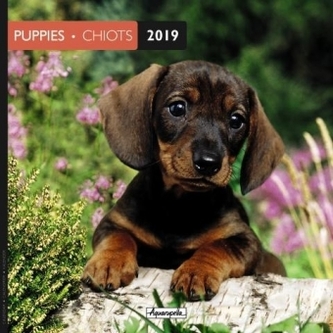 Puppies 2019