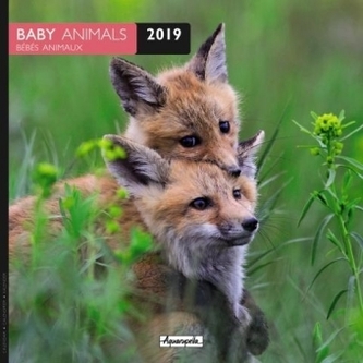 BabyAnimals 2019