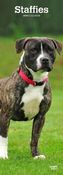 Staffordshire Bullterrier - Staffies 2019