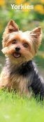 Yorkshire Terriers - Yorkies 2019