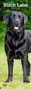 Black Labrador Retrievers 2019