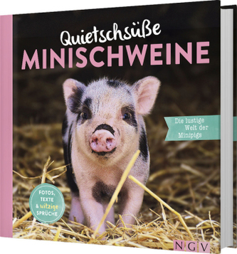 Quietschsüße Minischweine