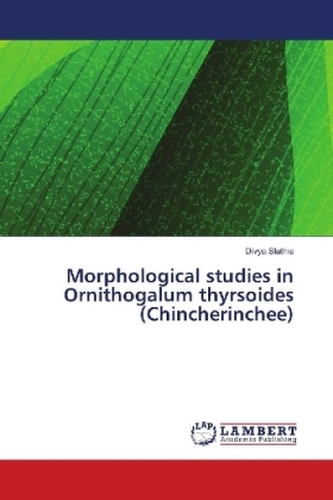 Morphological studies in Ornithogalum thyrsoides (Chincherinchee)