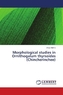 Morphological studies in Ornithogalum thyrsoides (Chincherinchee)