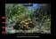 Schildkröten 2019