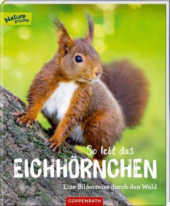 So lebt das Eichhörnchen