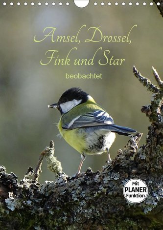 Amsel, Drossel, Fink und Star - beobachtet (Wandkalender 2021 DIN A4 hoch)