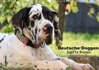Deutsche Doggen - Sanfte Riesen (Wandkalender 2021 DIN A3 quer)