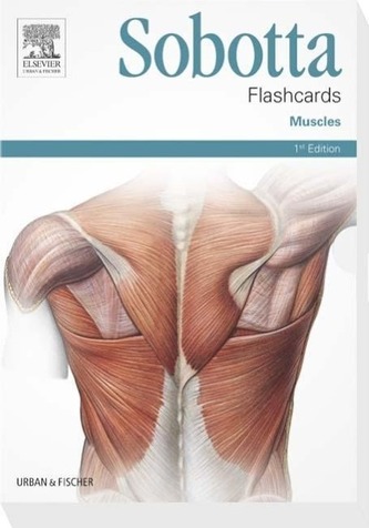 Sobotta Flashcards Muscles