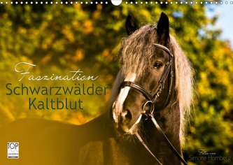 Faszination Schwarzwälder Kaltblut (Wandkalender 2021 DIN A3 quer)