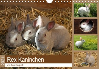 Rex - Kaninchen (Wandkalender 2021 DIN A4 quer)